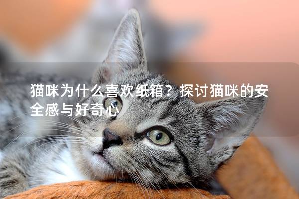 猫咪为什么喜欢纸箱？探讨猫咪的安全感与好奇心