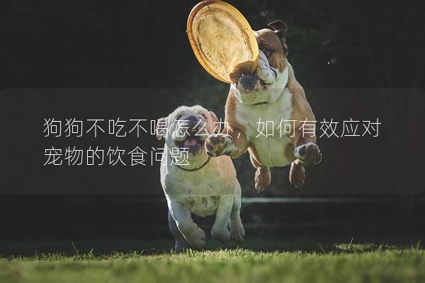 狗狗不吃不喝怎么办，如何有效应对宠物的饮食问题