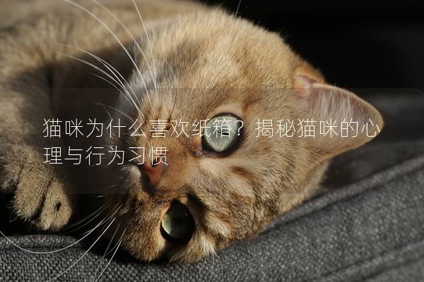 猫咪为什么喜欢纸箱？揭秘猫咪的心理与行为习惯