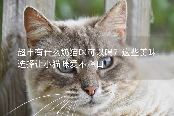 超市有什么奶猫咪可以喝？这些美味选择让小猫咪爱不释口