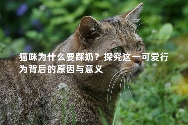 猫咪为什么要踩奶？探究这一可爱行为背后的原因与意义