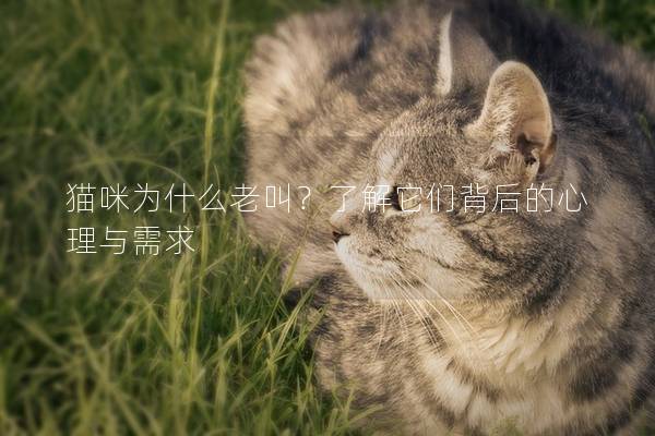 猫咪为什么老叫？了解它们背后的心理与需求