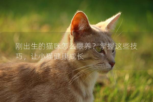 刚出生的猫咪怎么喂养？掌握这些技巧，让小猫健康成长