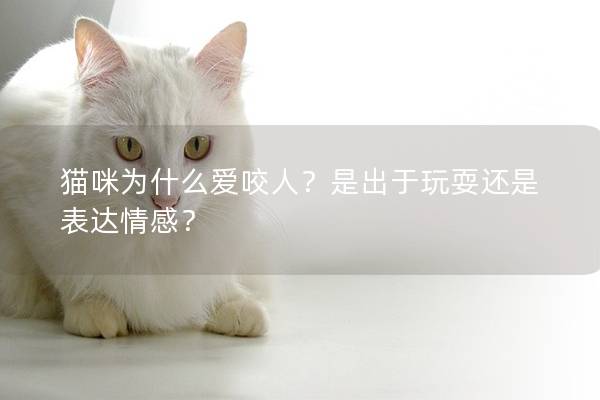 猫咪为什么爱咬人？是出于玩耍还是表达情感？