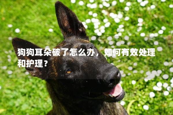 狗狗耳朵破了怎么办，如何有效处理和护理？