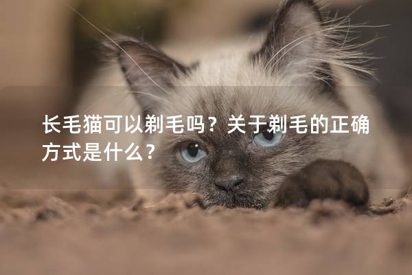 长毛猫可以剃毛吗？关于剃毛的正确方式是什么？