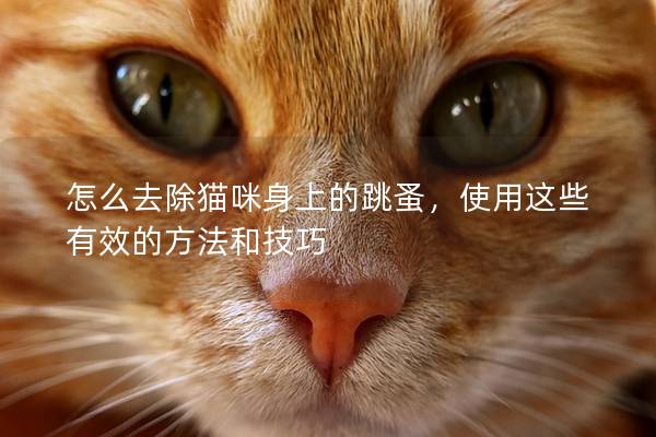 怎么去除猫咪身上的跳蚤，使用这些有效的方法和技巧