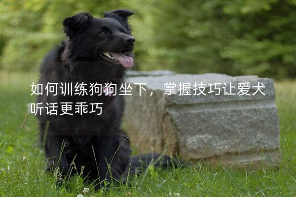 如何训练狗狗坐下，掌握技巧让爱犬听话更乖巧