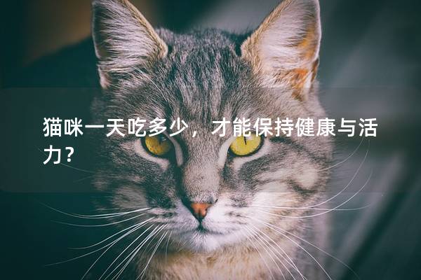 猫咪一天吃多少，才能保持健康与活力？