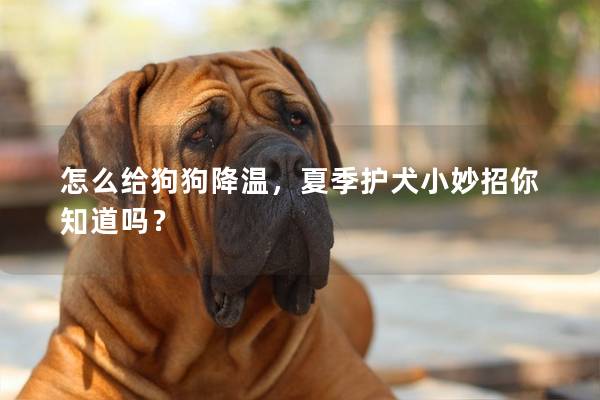 怎么给狗狗降温，夏季护犬小妙招你知道吗？