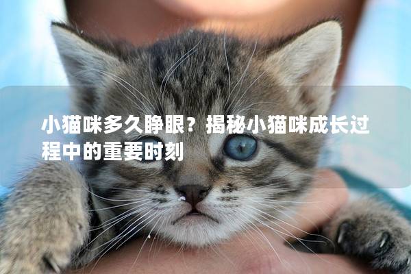 小猫咪多久睁眼？揭秘小猫咪成长过程中的重要时刻