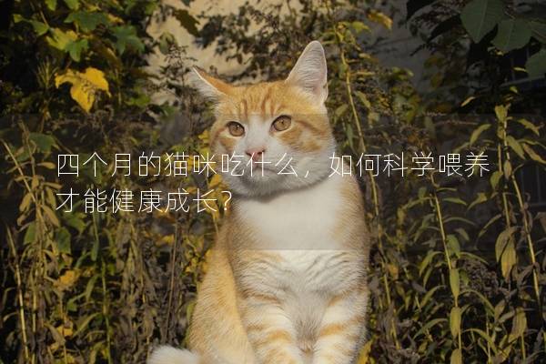 四个月的猫咪吃什么，如何科学喂养才能健康成长？