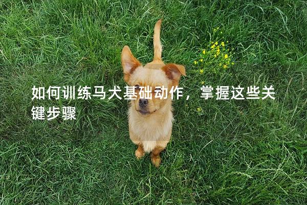 如何训练马犬基础动作，掌握这些关键步骤