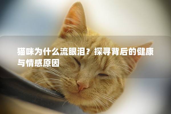 猫咪为什么流眼泪？探寻背后的健康与情感原因