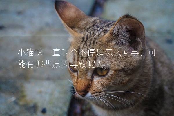 小猫咪一直叫个不停是怎么回事，可能有哪些原因导致呢？