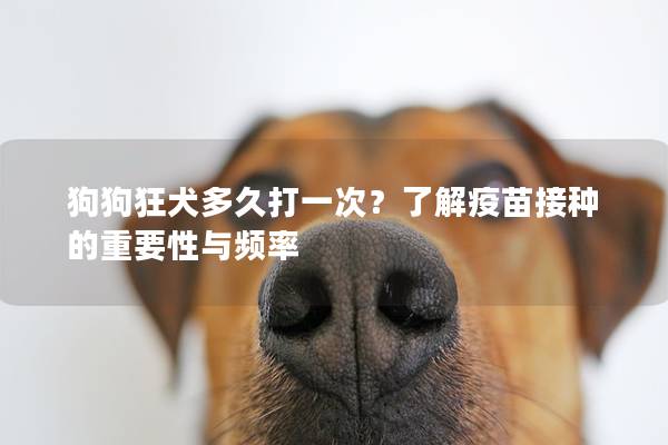 狗狗狂犬多久打一次？了解疫苗接种的重要性与频率