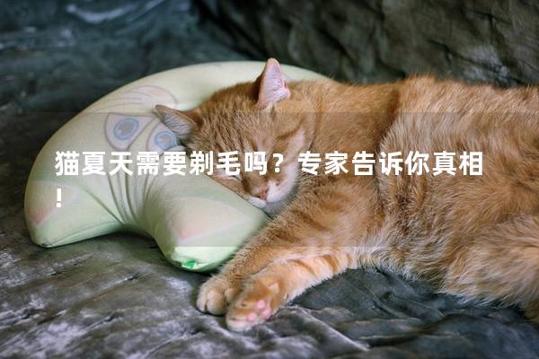 猫夏天需要剃毛吗？专家告诉你真相!