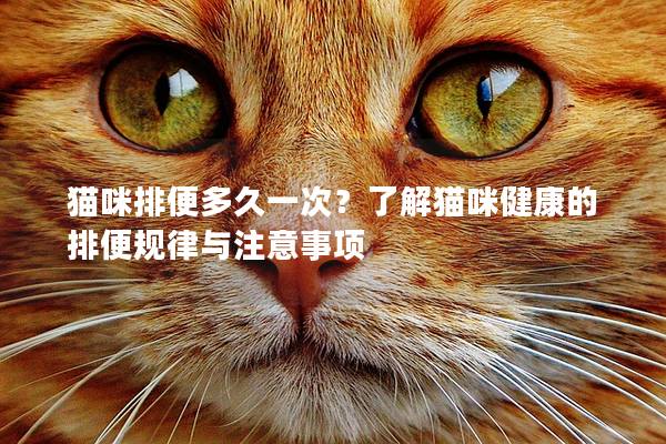 猫咪排便多久一次?了解猫咪健康的排便规律与注意事项
