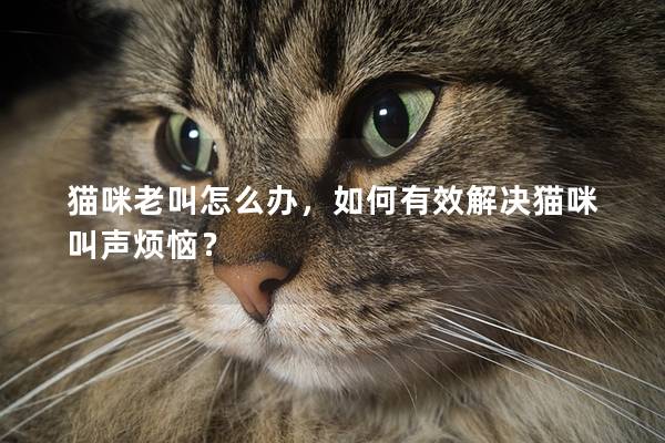 猫咪老叫怎么办，如何有效解决猫咪叫声烦恼？