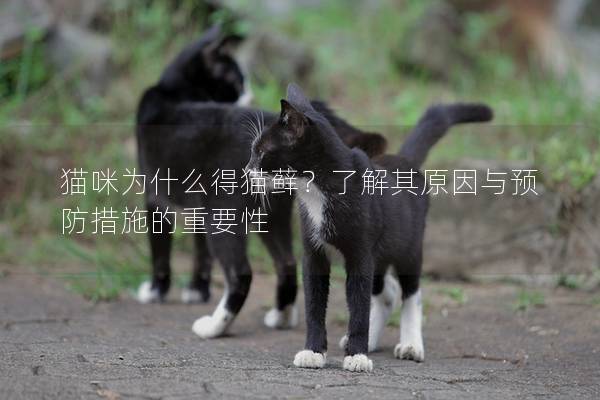 猫咪为什么得猫藓？了解其原因与预防措施的重要性