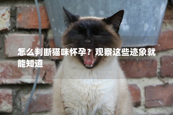 怎么判断猫咪怀孕？观察这些迹象就能知道