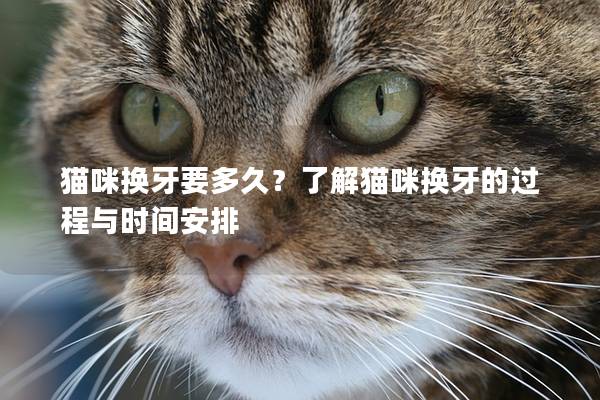 猫咪换牙要多久?了解猫咪换牙的过程与时间安排