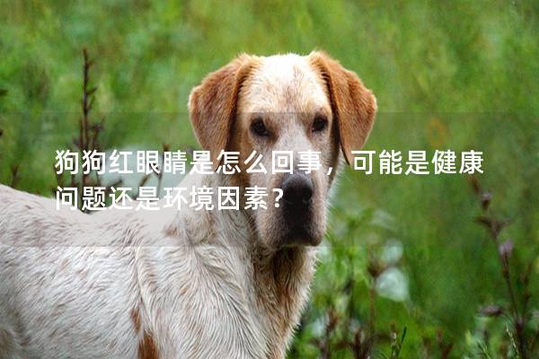 狗狗红眼睛是怎么回事，可能是健康问题还是环境因素？