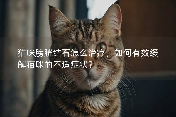 猫咪膀胱结石怎么治疗，如何有效缓解猫咪的不适症状？