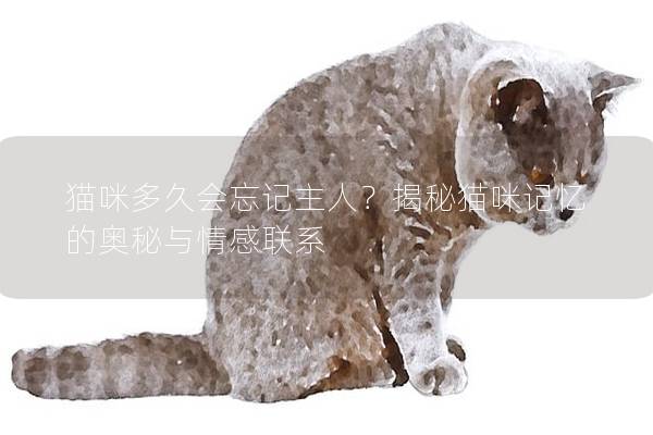 猫咪多久会忘记主人？揭秘猫咪记忆的奥秘与情感联系