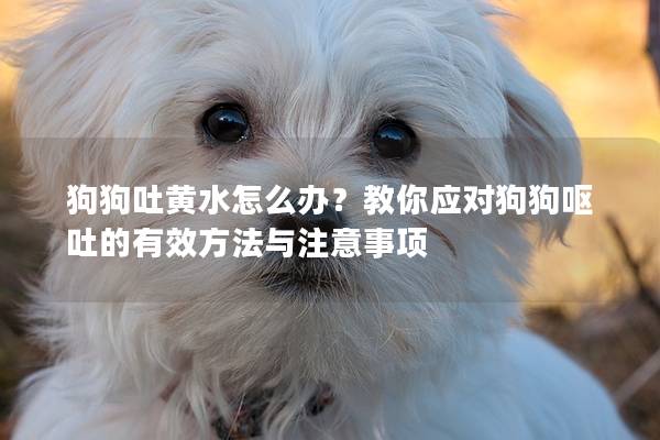 狗狗吐黄水怎么办？教你应对狗狗呕吐的有效方法与注意事项