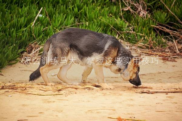 怎么训练马犬，掌握这些实用技巧