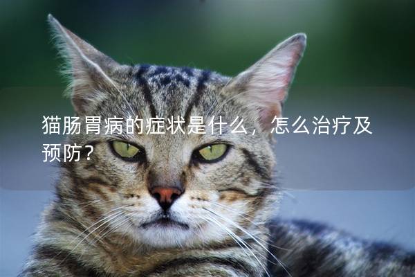 猫肠胃病的症状是什么，怎么治疗及预防？