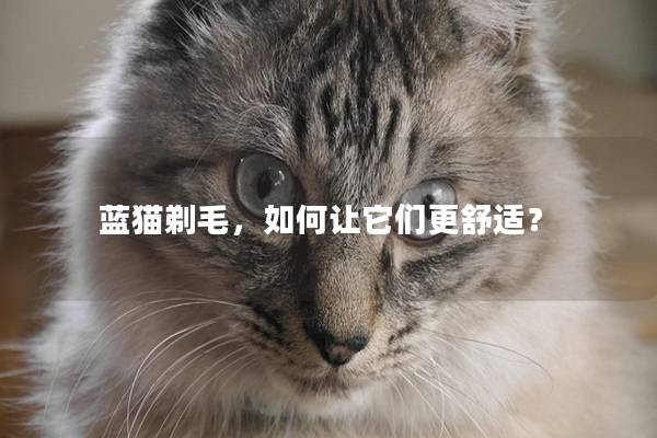 蓝猫剃毛，如何让它们更舒适？