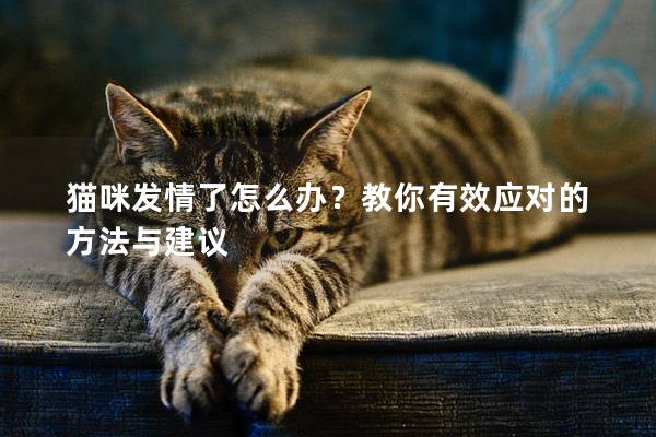 猫咪发情了怎么办？教你有效应对的方法与建议