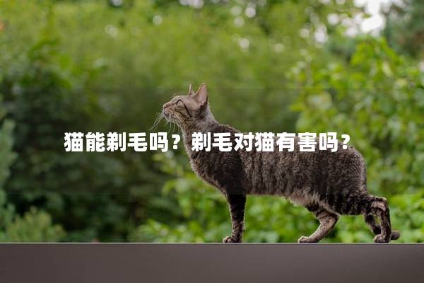 猫能剃毛吗？剃毛对猫有害吗？