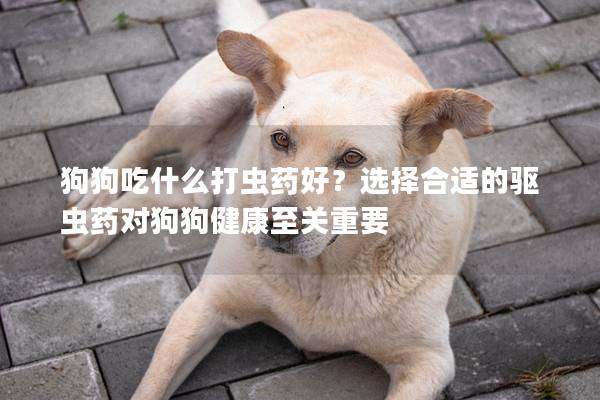 狗狗吃什么打虫药好？选择合适的驱虫药对狗狗健康至关重要