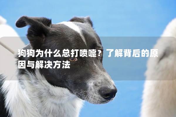 狗狗为什么总打喷嚏？了解背后的原因与解决方法