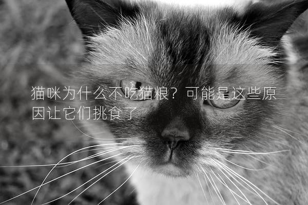 猫咪为什么不吃猫粮？可能是这些原因让它们挑食了