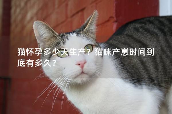 猫怀孕多少天生产？猫咪产崽时间到底有多久？