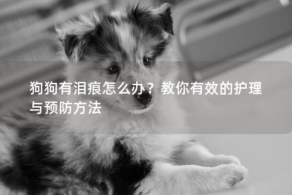 狗狗有泪痕怎么办？教你有效的护理与预防方法