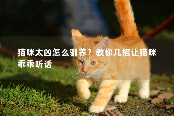 猫咪太凶怎么驯养？教你几招让猫咪乖乖听话