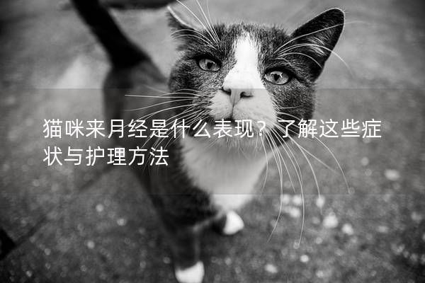 猫咪来月经是什么表现？了解这些症状与护理方法