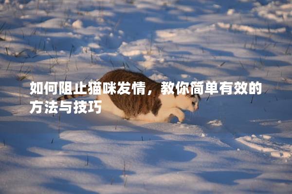 如何阻止猫咪发情，教你简单有效的方法与技巧