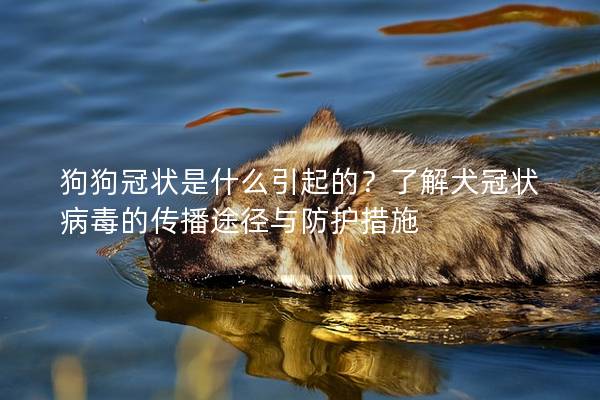 狗狗冠状是什么引起的？了解犬冠状病毒的传播途径与防护措施