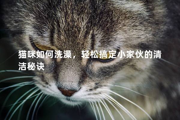 猫咪如何洗澡，轻松搞定小家伙的清洁秘诀