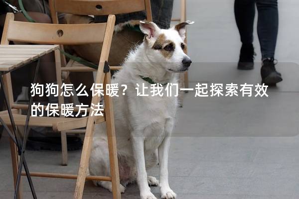 狗狗怎么保暖？让我们一起探索有效的保暖方法