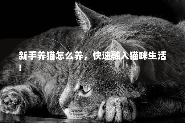 新手养猫怎么养，快速融入猫咪生活!