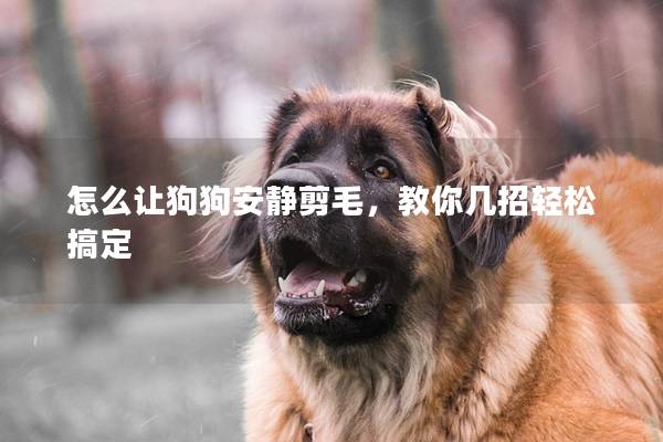 怎么让狗狗安静剪毛，教你几招轻松搞定