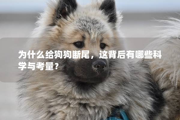 为什么给狗狗断尾，这背后有哪些科学与考量？