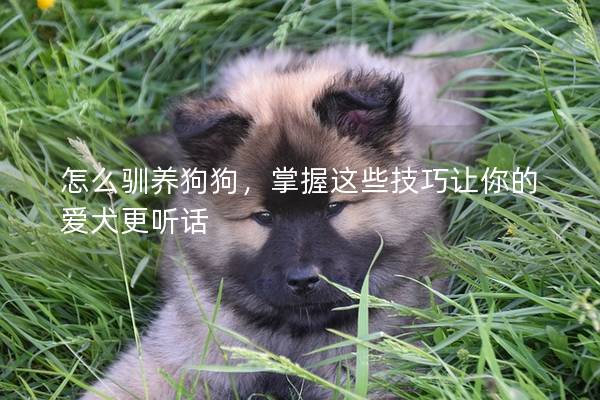 怎么驯养狗狗，掌握这些技巧让你的爱犬更听话